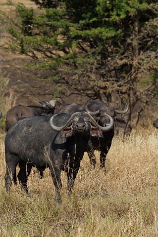 107 Tanzania, N-Serengeti, buffels.jpg